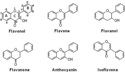 The protective activity of natural flavonoids against osteoarthritis by targeting NF-κB signaling pathway